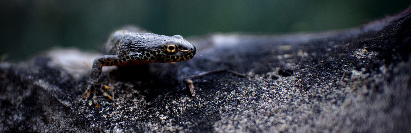 Salamander in der Natur.